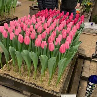 荷兰盆栽庭院花卉5度浓香型好养活 郁金香种球好养四季 五度球