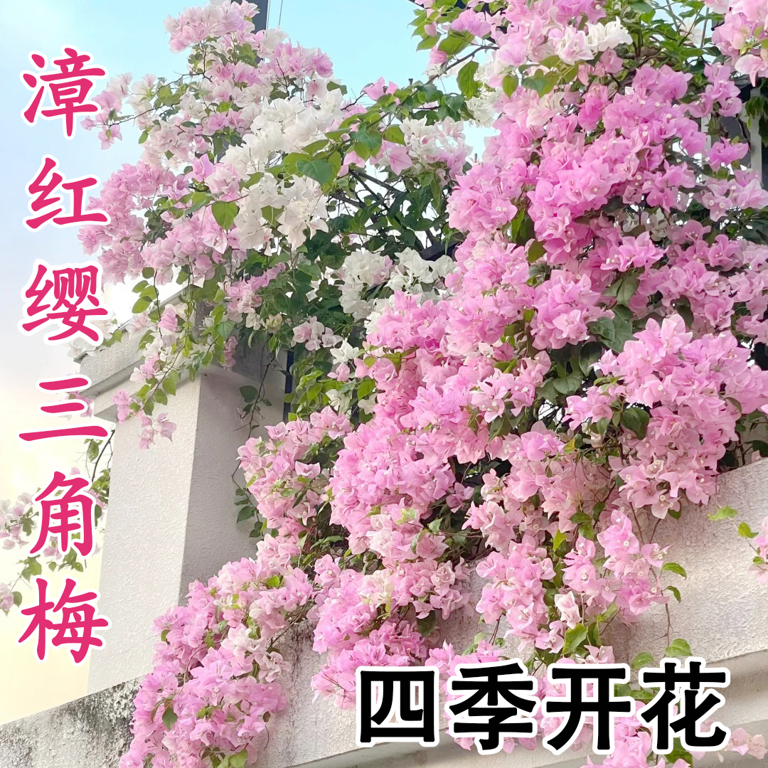 漳红樱三角梅大苗盆栽带花