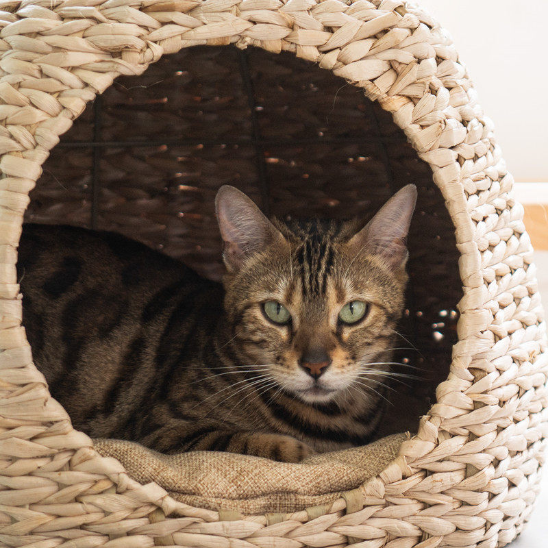 梅子猫&凯瑞天然蒲草编织猫爬架猫窝一体剑麻猫屋猫树猫攀爬跳台