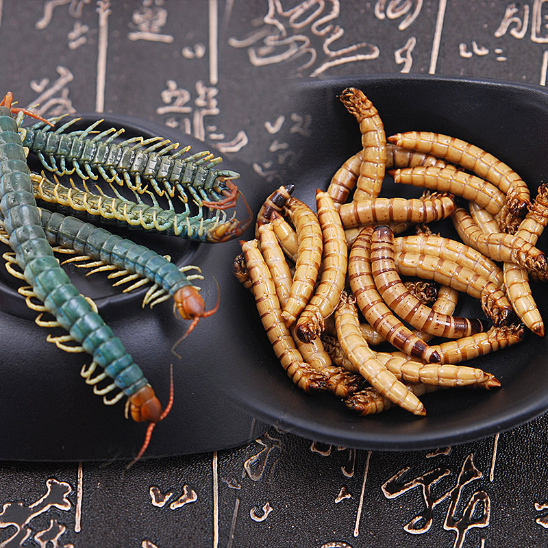 保鲜面包虫干大麦虫子黄粉虫蚂蚱蝗虫蜈蚣杜比亚蟑螂宠物鱼鼠饲料