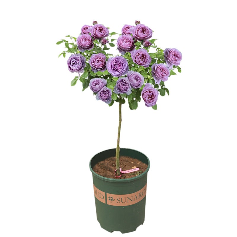 蓝色阴雨树桩月季棒棒糖树状多色玫瑰嫁接月季花苗特大花高杆庭院