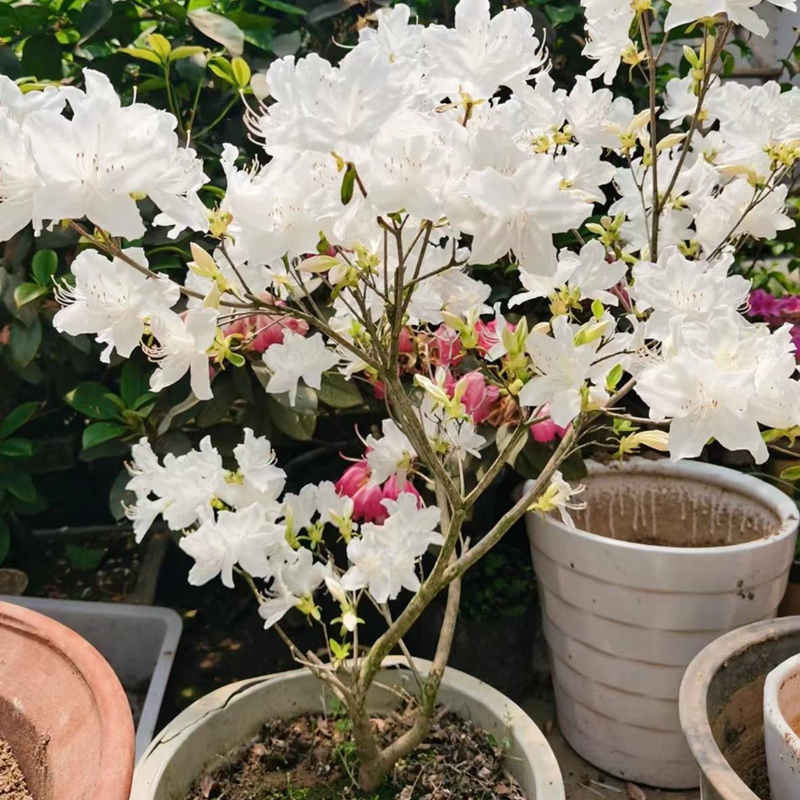 大别山映山白杜鹃树苗庭院盆栽花卉植物映山红杜鹃花苗白杜鹃盆景