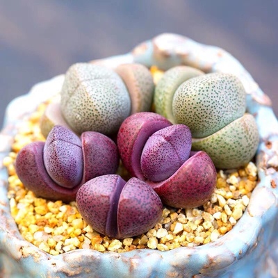 红帝玉紫帝玉多肉植物生石花多肉绿蒂玉石生花屁屁股花室内绿植