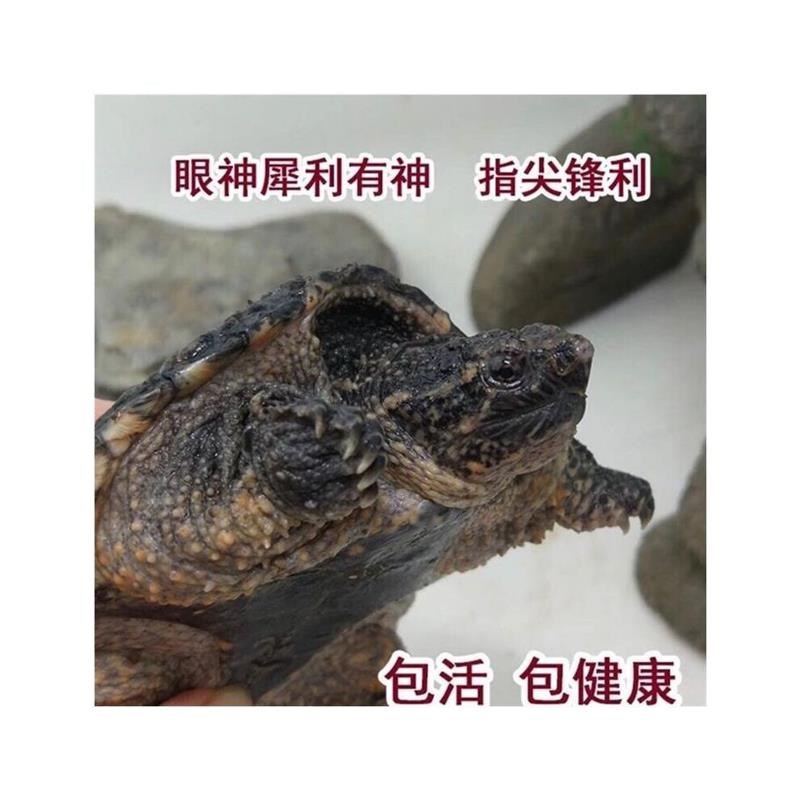 苗鳄龟凶鱼猛鳄龟鳄n龟爆刺杂佛纯佛宠鳄物龟观赏龟北美小龟新款