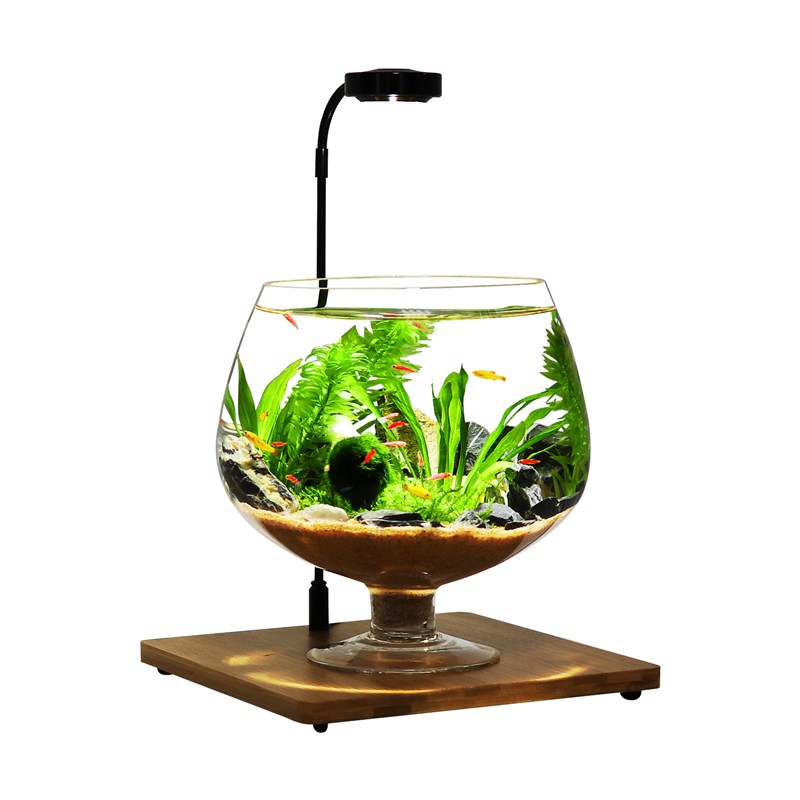高脚杯生态瓶鱼免换水打理微景观科学用diy作业办公桌面造景鱼缸