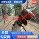 热销镀锌铁丝网围栏钢丝网勾花网养殖鸡鸭狗防护网果园栅栏隔离护