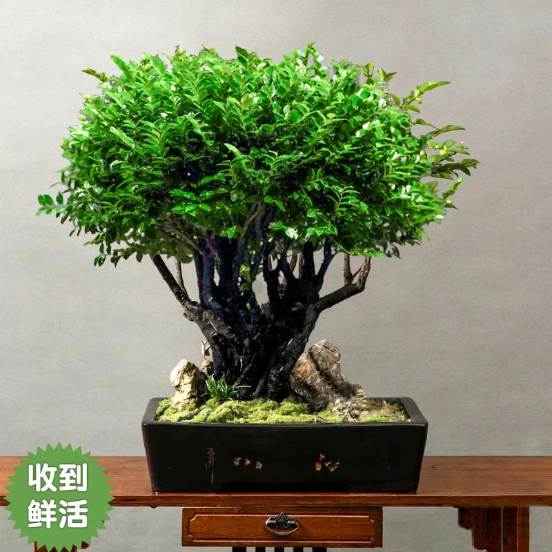 黑骨茶小叶紫檀盆景老桩造型一物一拍室内阳台名贵绿植盆栽树苗