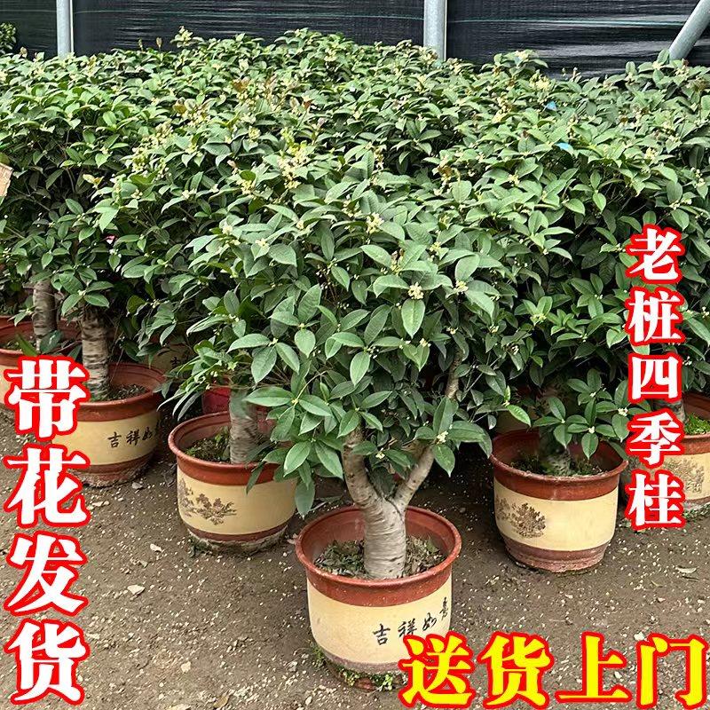 桂花树苗大树浓香型别墅庭院可地载老桩四季桂花植物室内绿植盆栽