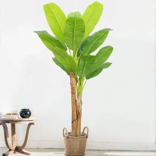 高大端超仿真植阔叶芭蕉树绿室内仿生热带植物造景PGQ假树装饰型