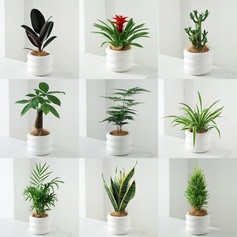 发财树办公室绿植好养活高级桌面精致吊兰小盆栽花卉文竹植物室内