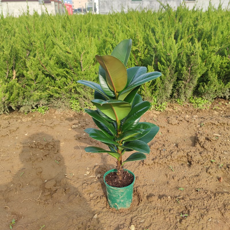 绿叶色黑金刚橡皮树苗老桩室内阳台绿植盆栽净化空气吸收甲醛观叶