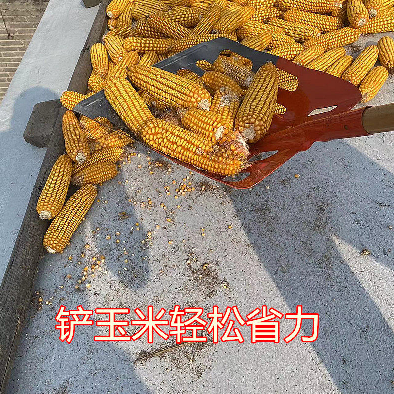 玉米锹高锰钢玉米叉子铲玉米铁锹漏粒簸箕锹屯玉米铁杴玉米专用锹,农机/农具/农膜,铲子,淘宝优惠券,粉丝福利购,淘宝优惠卷