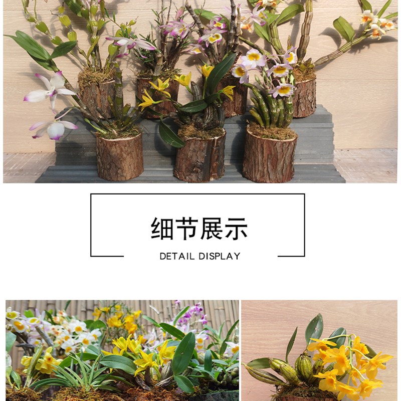 石斛兰木桩植好 花卉木盆栽 室内室外摆放 奇花异草懒人植物 易活