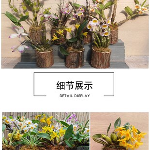 石斛兰木桩植好 花卉木盆栽 室内室外摆放 奇花异草懒人植物 易活