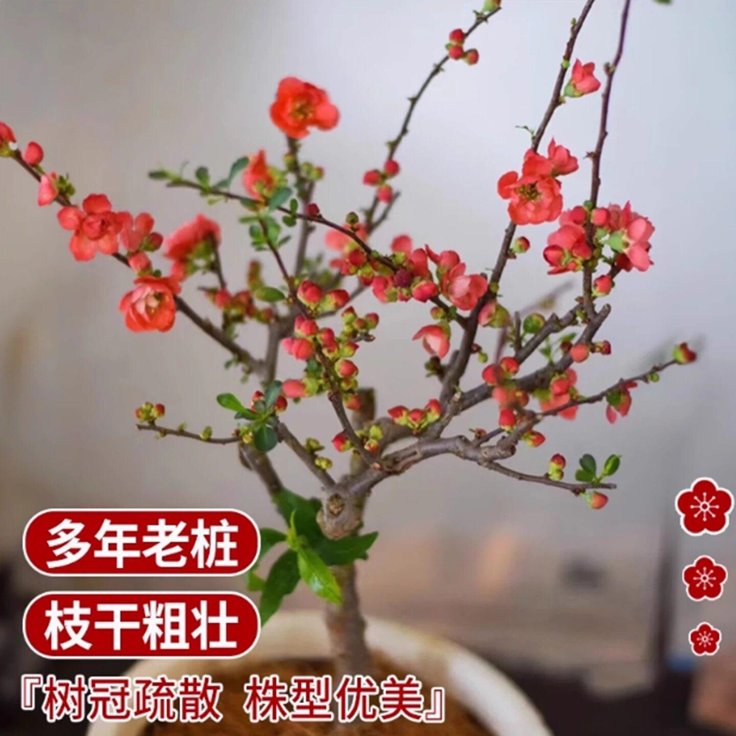 贴梗海棠花盆栽室内阳台办公室茶室树苗盆景植物四季好开花易养活