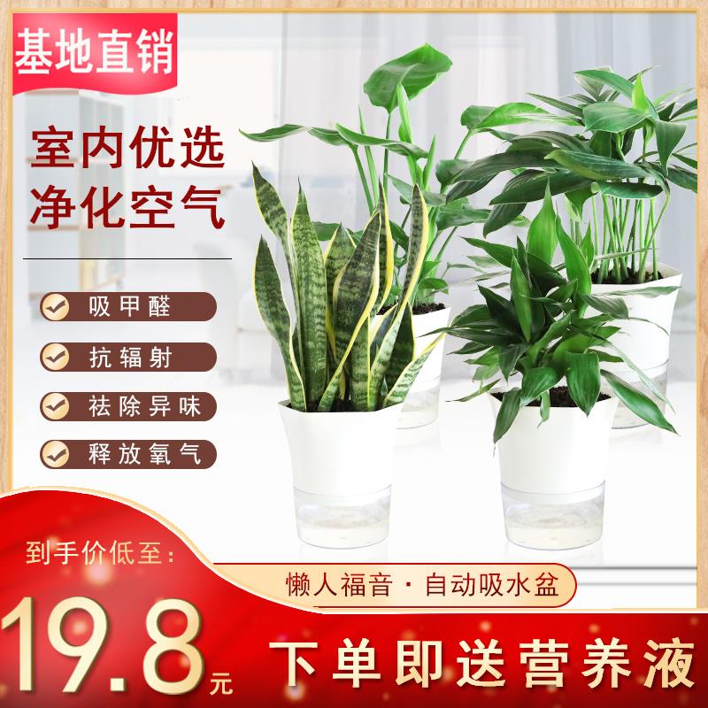吸毒草盆栽富贵竹水培植物虎皮兰孔雀竹芋净化空气除甲醛袖珍椰子