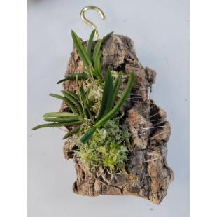 雨林缸造景迷你盆栽板植小型白点兰又名小白兔风兰一板