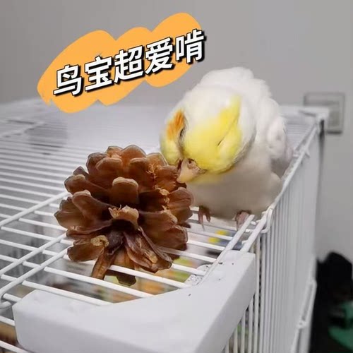 天然松果球鸟磨牙互动玩具