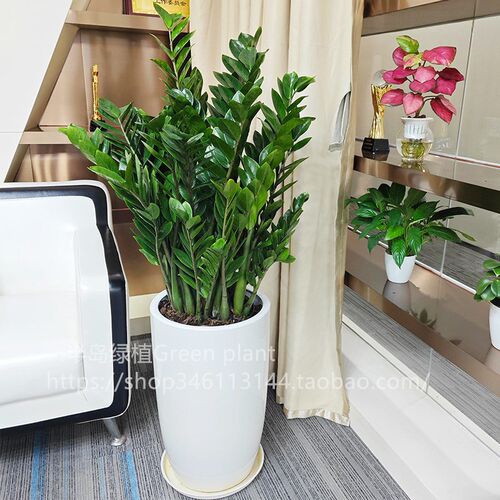 金钱树盆栽植物室内花卉大型客厅好养绿植大摇R钱串子招财发财树