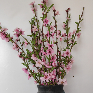 家用桃花枝插花瓶水培开花桃树枝干枝客厅窗台鲜切枝条水养桃木枝