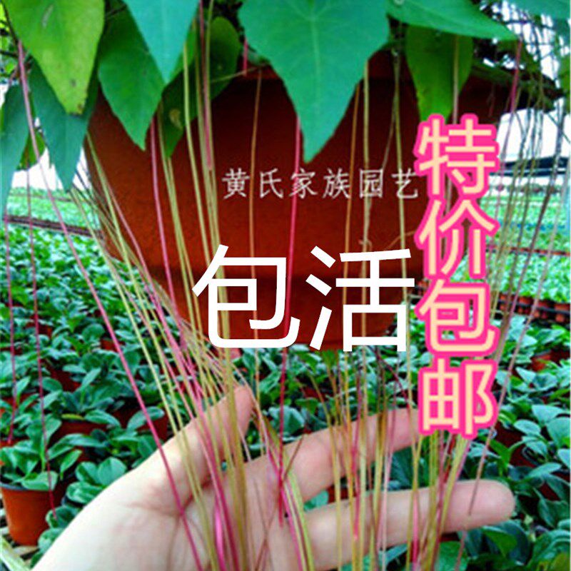 一帘幽梦盆栽/锦屏藤/蔓地榕/珠帘藤苗/富贵帘龙须草爬藤绿植包邮