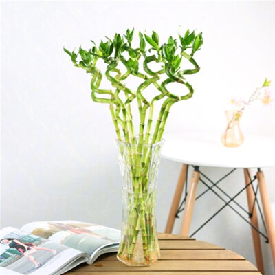 富贵竹水培植物转运竹室内办公室弯竹水生盆栽绿植花卉好运竹好养