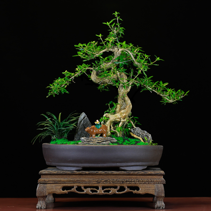 六月雪盆景老桩提根造型树桩植物室内客厅办公室绿植盆栽四季常青