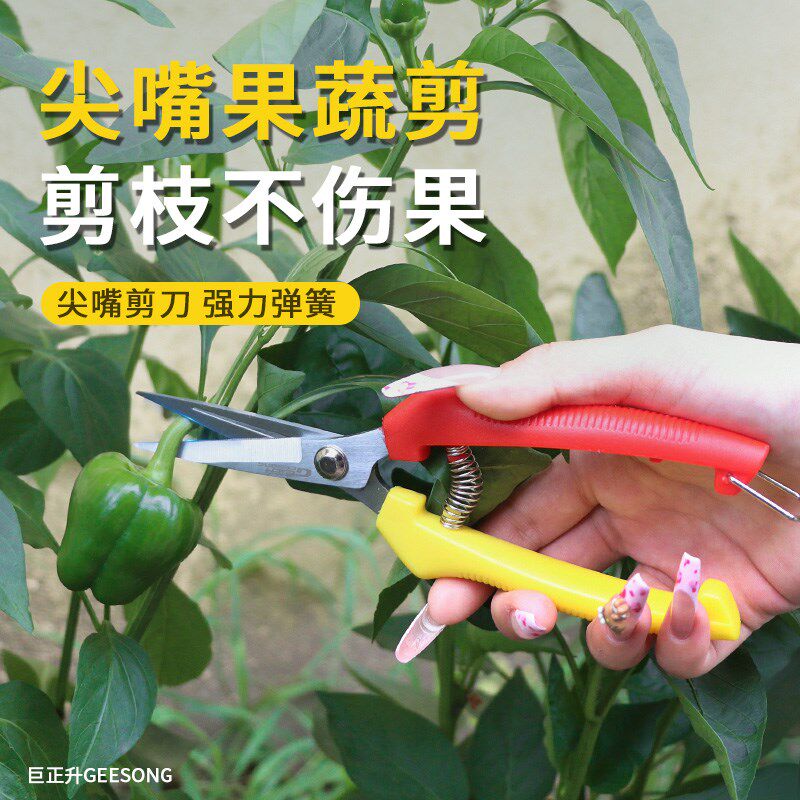 剪刀修枝剪疏果兰花分苗专用葡萄花椒水果树采摘剪子园艺剪刀家用