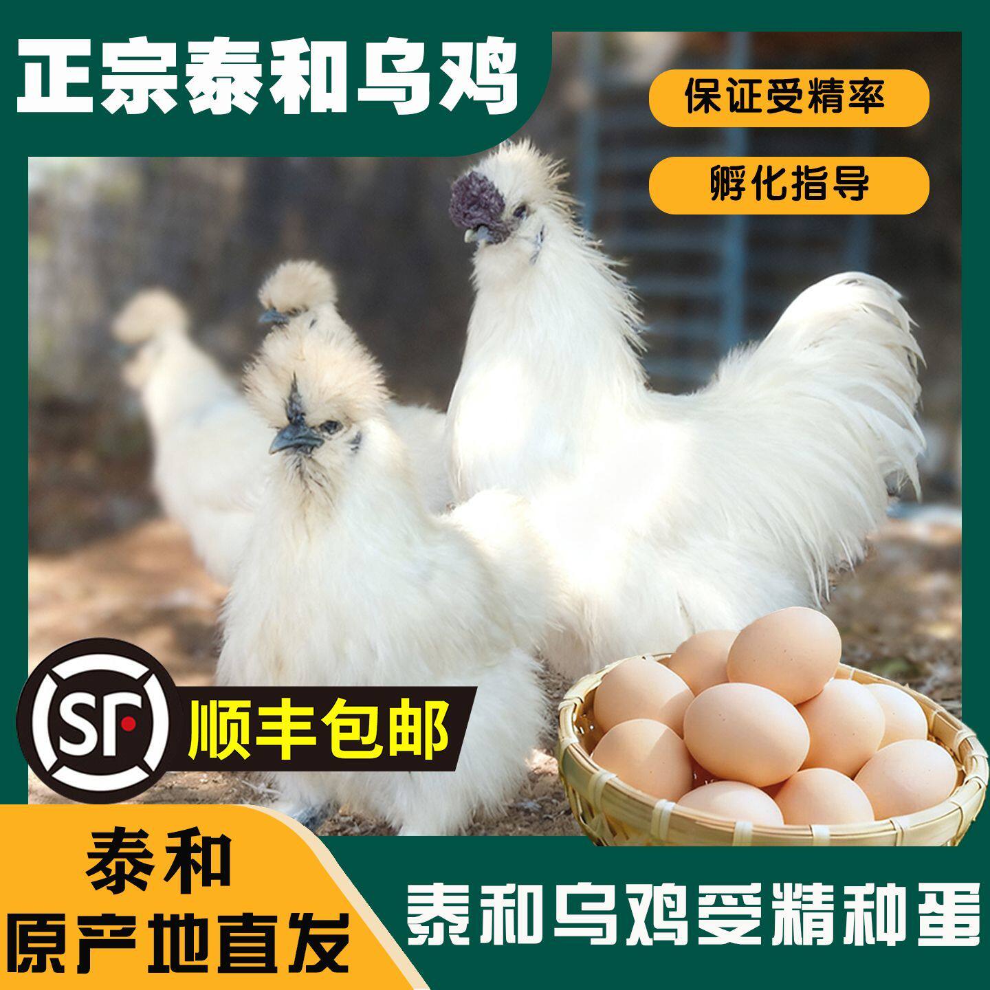 泰和乌鸡蛋可孵化种蛋顺丰速发