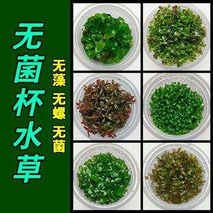 无菌杯水榕类水草迷你牛毛前中后景懒人阴性水草鱼缸造景净化鱼缸