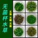 无菌杯水榕类水草迷你牛毛前中后景懒人阴性水草鱼缸造景净化鱼缸