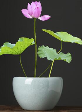 草土睡莲碗莲盆缸陶大号培植物F76SSTS8瓷一叶莲荷花盆铜钱水培器