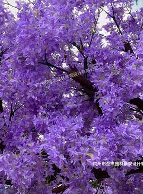 仿真蓝花楹婚庆花庭院园饰蓝花楹假树林造型树zx室内摄影装装饰道