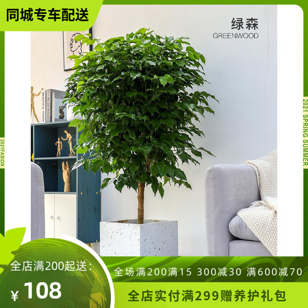 杭州绿森中型绿宝幸福树盆栽室内办公室除甲醛网红棒棒糖大型绿植