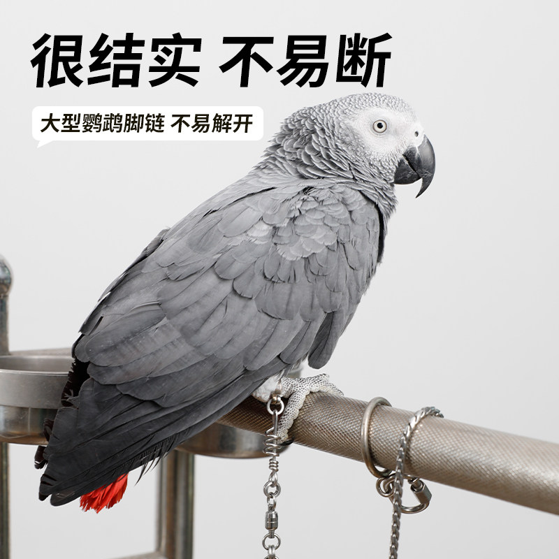 中大型金刚灰鹦鹉专用脚链脚环免费刻字不锈钢蛇骨链不伤脚防脱扣