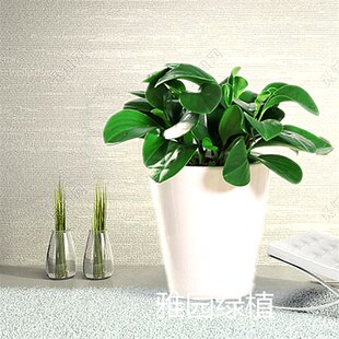 免费送货 桌面盆栽小绿植济南满120元 雅园绿植碧玉 豆瓣绿