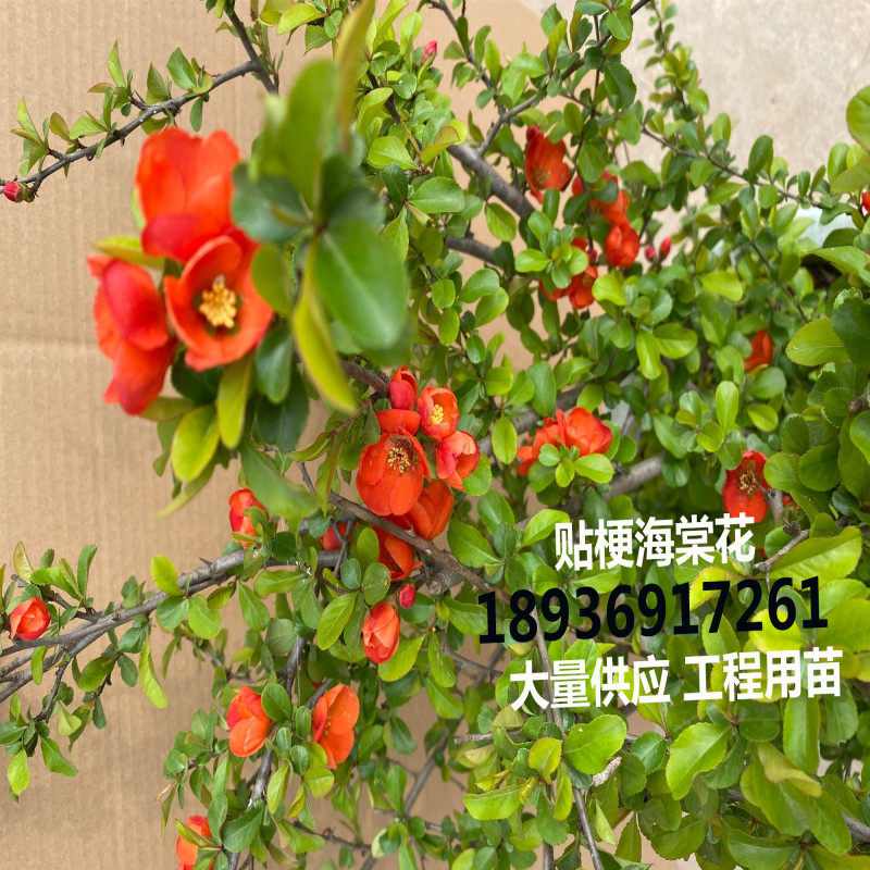 庭院花卉 铁杆海棠 海棠 贴梗海棠树苗 盆栽长寿冠 量大从优