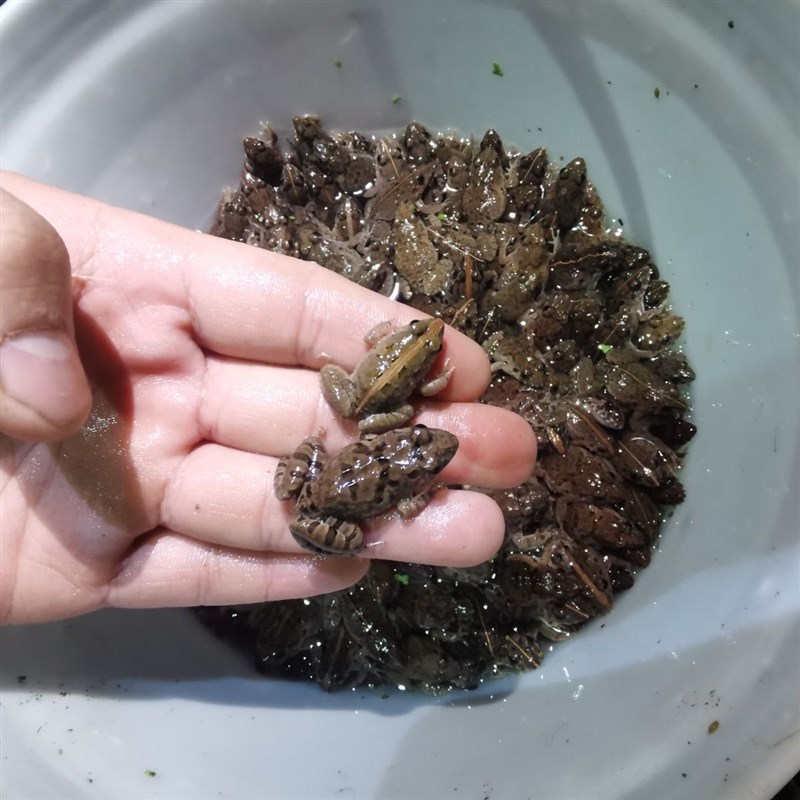 热销林蛙饲料宠物蛙粮养殖专用蝌蚪青蛙牛蛙金蛙彩蛙丑蛙角蛙饲料
