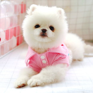 薄休闲卫衣泰迪博美幼犬polo衫 宠物雪纳瑞博美小型犬夏季 狗狗衣服