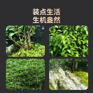 生态缸微景观森林办公室桌面自循环免打理玻璃微观鱼缸空瓶造景瓶