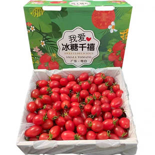【茂名发货】现货广东电白冰糖千禧新鲜当季冰糖千禧小番茄爆汁