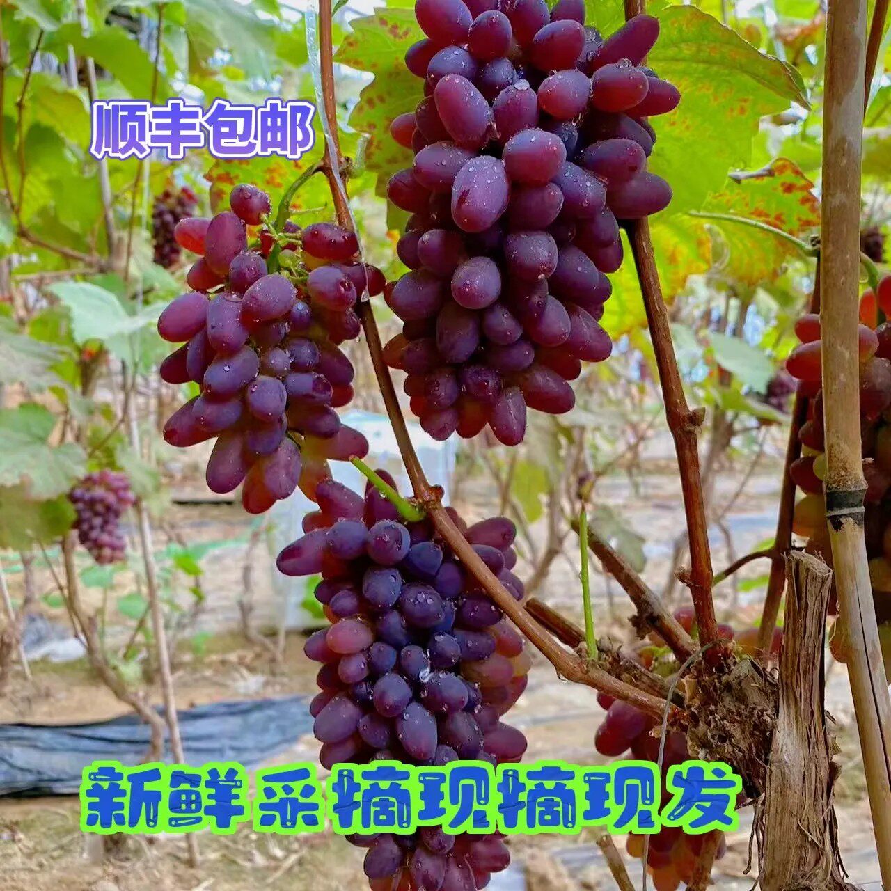 正宗东北茉莉香葡萄新鲜采摘整串串装发货郁金香葡萄送货上门