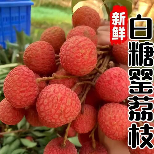 正宗广东茂名高州山地老树白糖罂荔枝鲜甜多汁新鲜采摘加冰发货