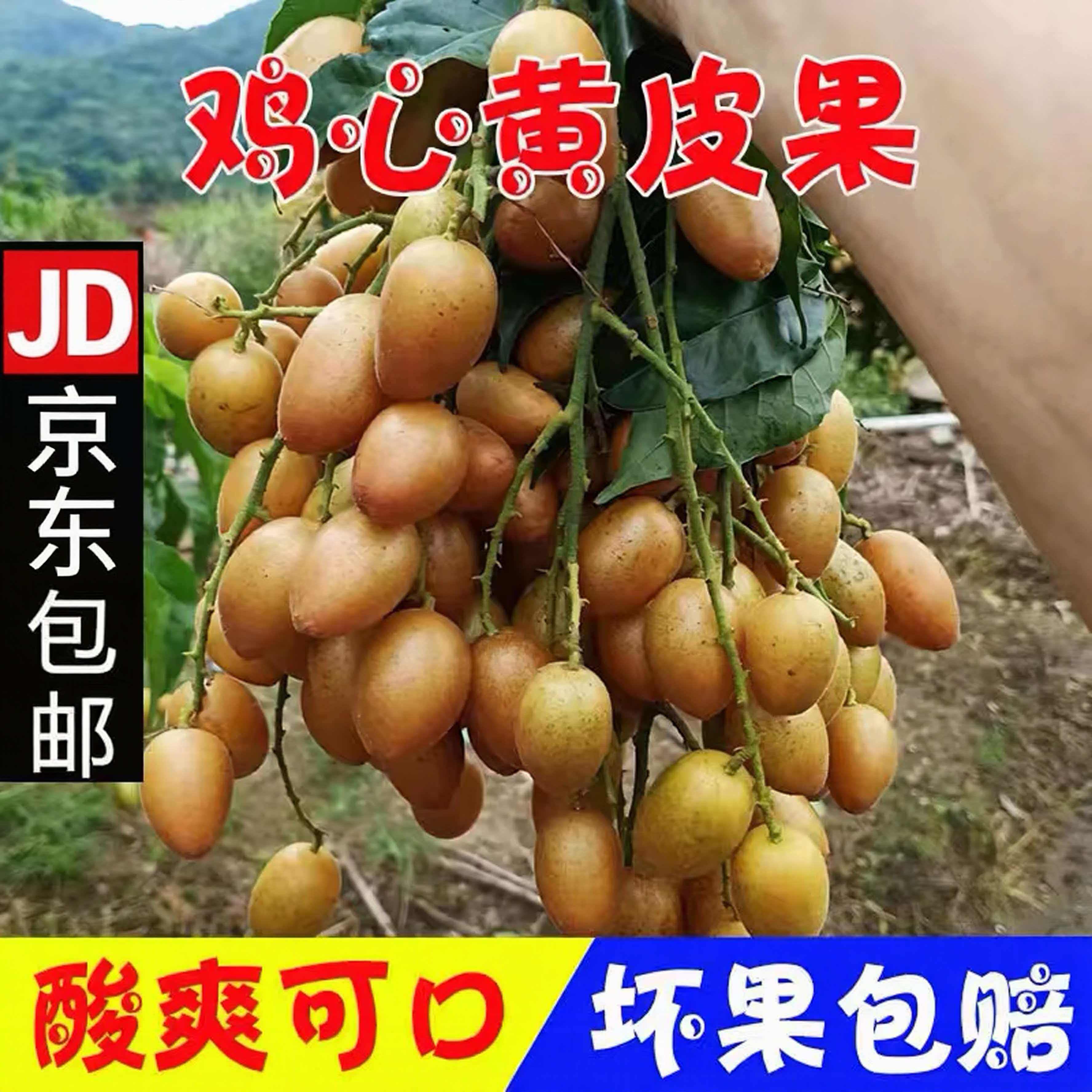 广东茂名高州鸡心黄皮果新鲜当季现摘酸甜黄弹子新鲜开胃孕妇水果