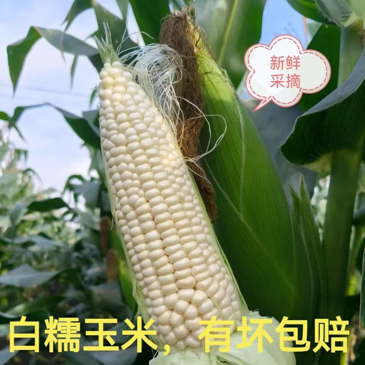 现摘新鲜白糯玉米四川农家自种玉米现摘现发苞米包谷软糯香甜带壳