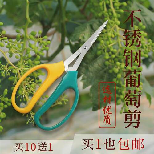 热销小果修果剪刀阳光玫瑰葡萄蔬果专用剪刀翘头疏果修枝水果稀果