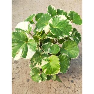 祥瑞花卉福禄桐新款钱多多兜盆栽绿植木本庭院阳台绿色网红植物