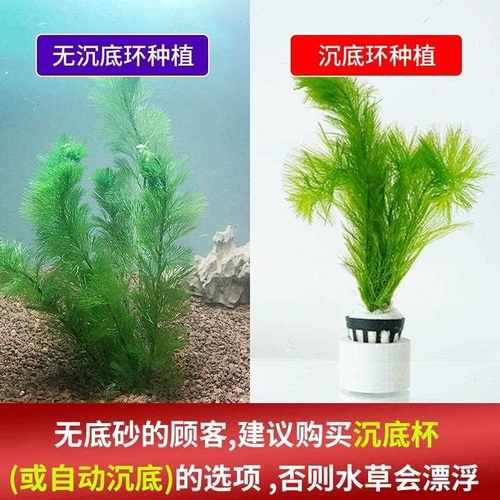 直销新款蜈蚣草水草植物养龟鱼缸造景鱼草缸净水绿植新手养鱼后景