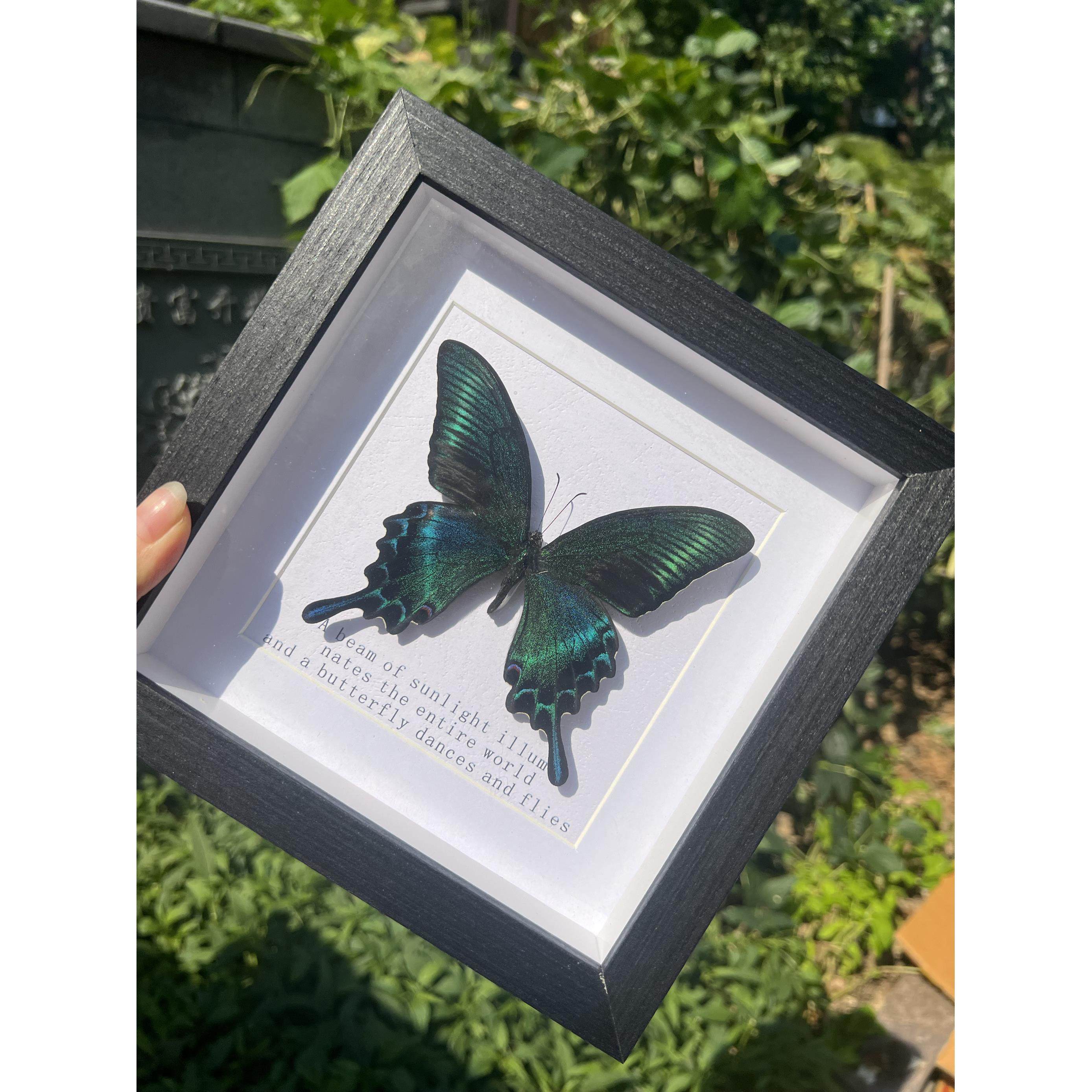 厂家绿带翠凤蝶夏型真蝴蝶标本高级感成品家居装饰画摄影伴手礼