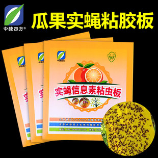 实蝇信息素粘虫板果蝇贴纸果实蝇诱粘剂粘板针蜂贴纸双面粘虫子纸